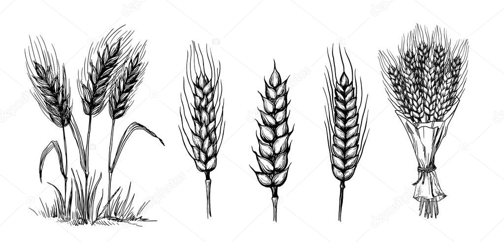 collection set of wheat ears