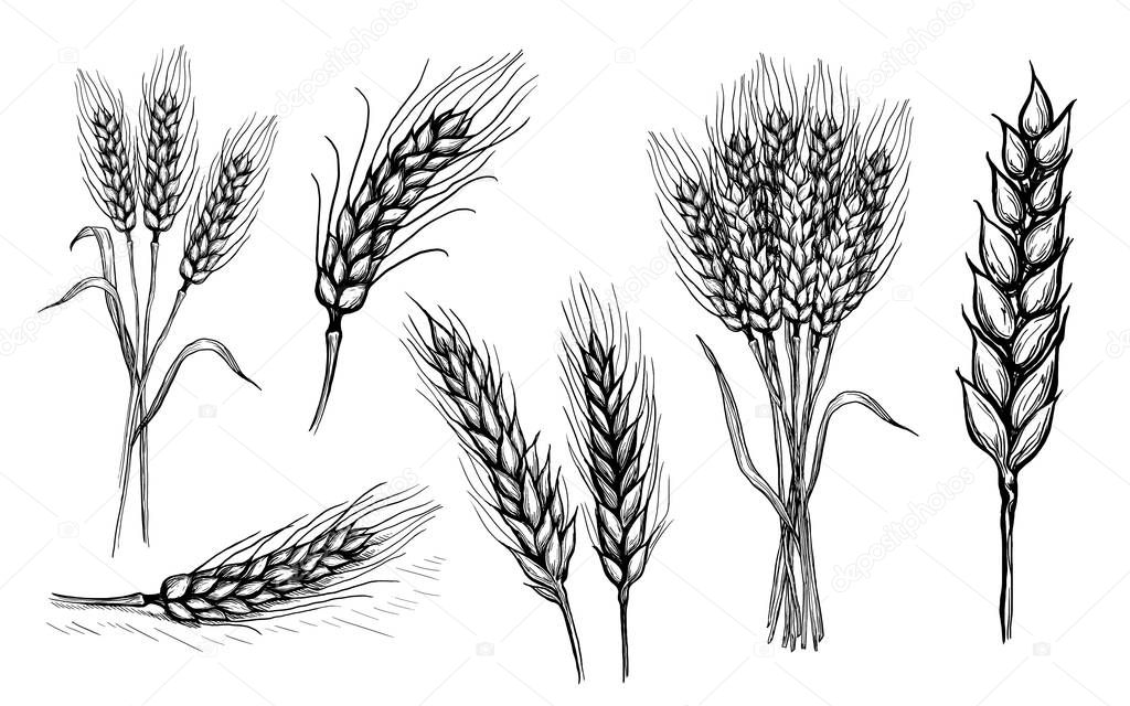 collection set of wheat ears