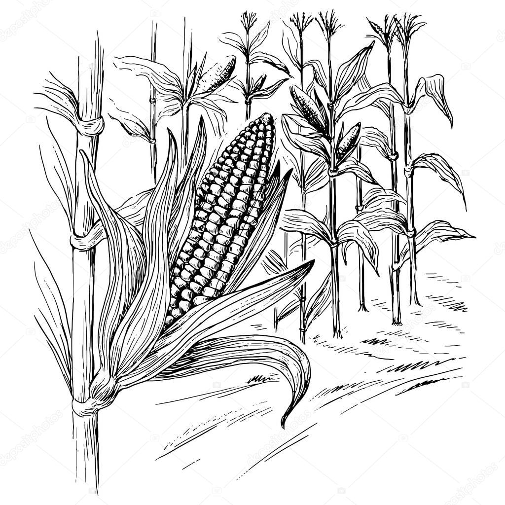 Ears of corn in a field in summer before harvest