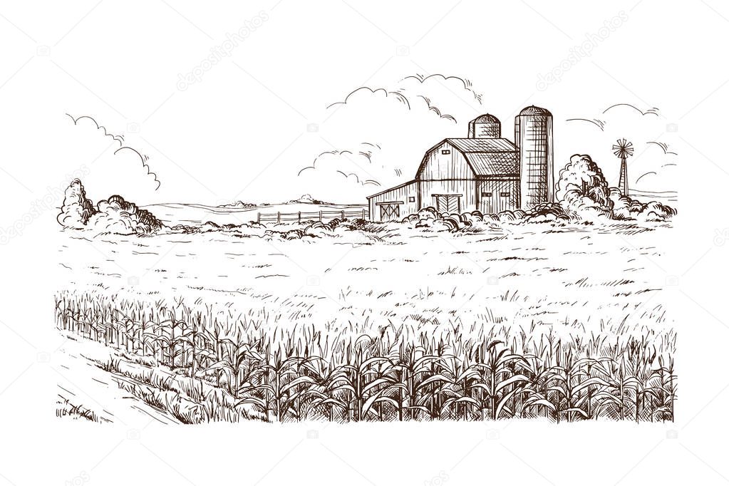Illustration of cornfield grain stalk sketch — Stock Vector