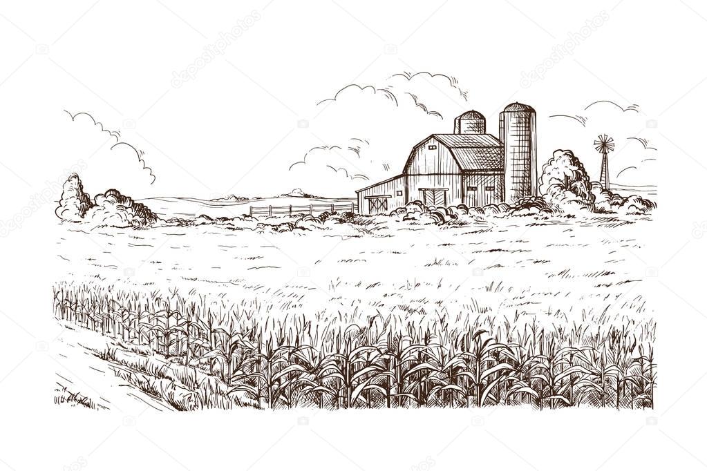 illustration of cornfield grain stalk sketch