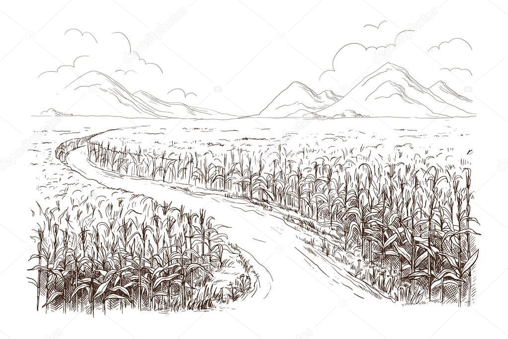 illustration of cornfield grain stalk sketch