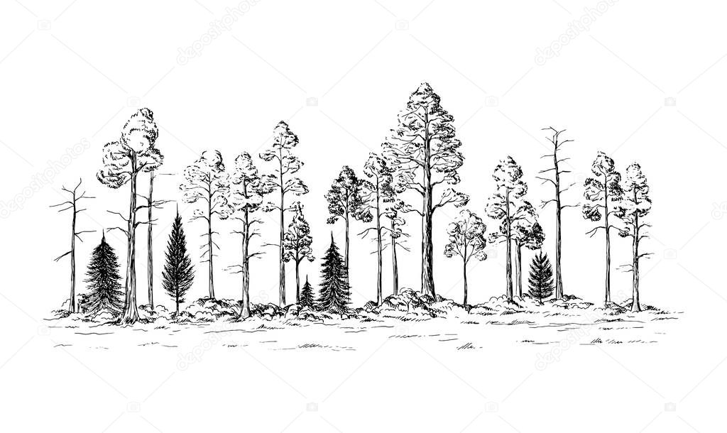 panoramic view of the forest from different trees