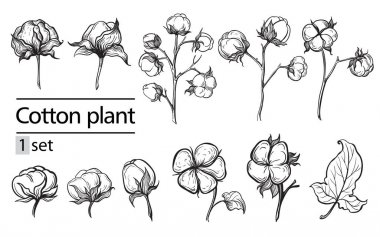 Vector set of hand draw ink cotton plant and lettering clipart