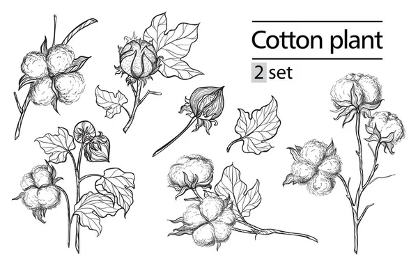 Vector conjunto de mano dibujar tinta algodón planta y letras — Vector de stock