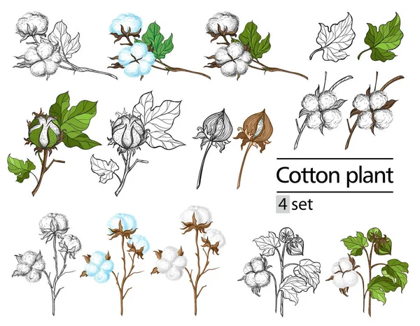 Vector conjunto de mano dibujar tinta algodón planta y letras — Archivo Imágenes Vectoriales