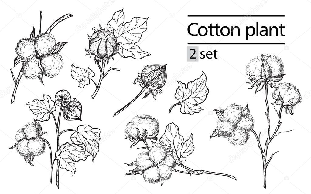 Vector set of hand draw ink cotton plant and lettering