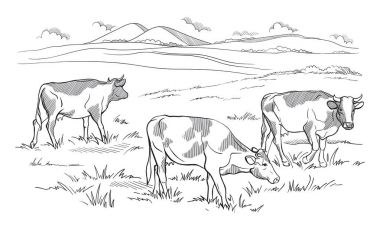 İnekler çayırda otluyor. El çizimi illüstrasyon.