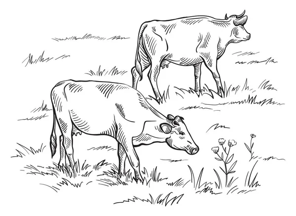 Vacas a pastar no prado. Ilustração desenhada à mão. — Vetor de Stock