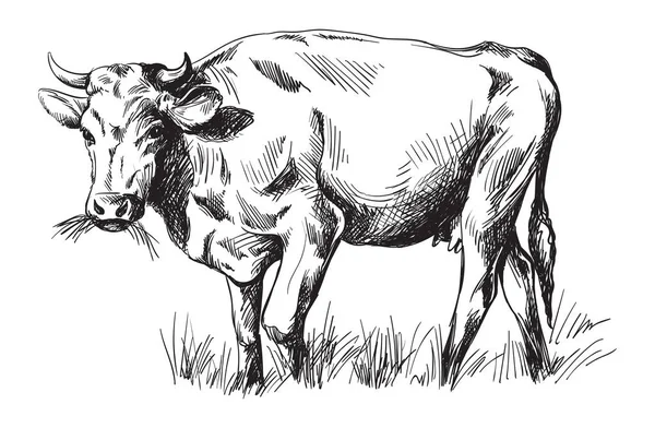 Sketches of cows drawn by hand Stock Vector