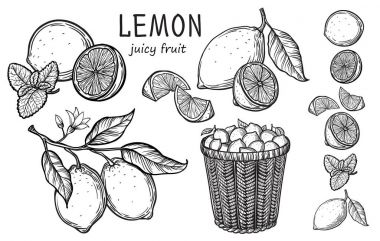Vintage limon ağacı kroki.