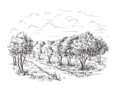 Portakal Ağacı Turuncu Park