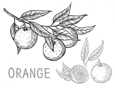 Vektör portakal el çizilmiş kroki.