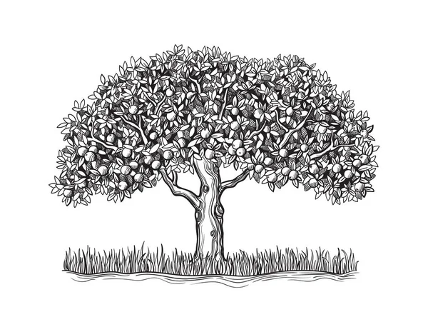 Der isolierte Orangenbaum mit reifen Früchten — Stockvektor