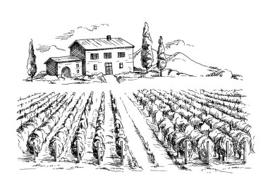 Rows of vineyard grape plants and house clipart