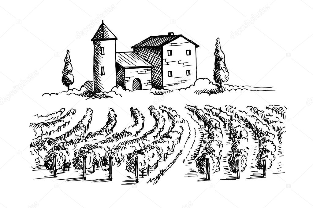 Rows of vineyard grape plants and house