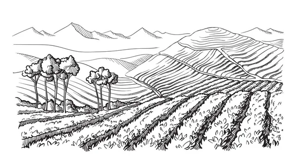 Café plantación paisaje — Vector de stock