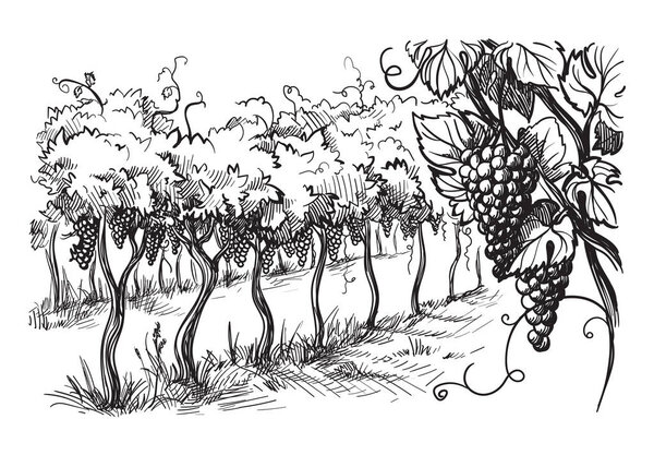 Rows of vineyard grape plants