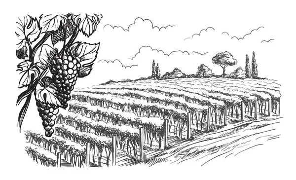 Filas de uvas de viñedo — Vector de stock