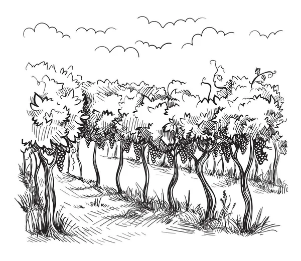 Filari di vigneto piante d'uva — Vettoriale Stock