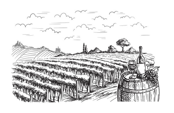 Ряды виноградников и виноградников
