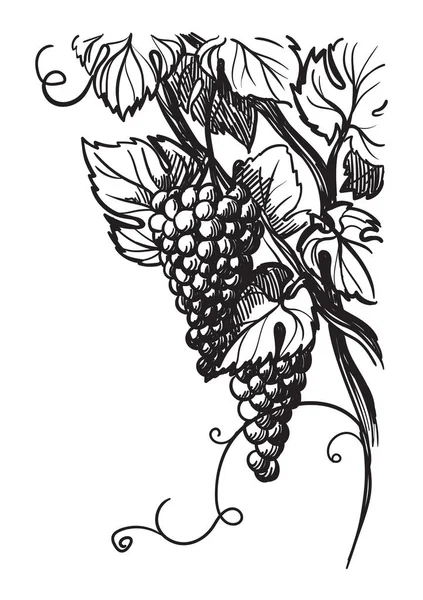 Спелый виноград с листьями, изолированными на белом — стоковый вектор