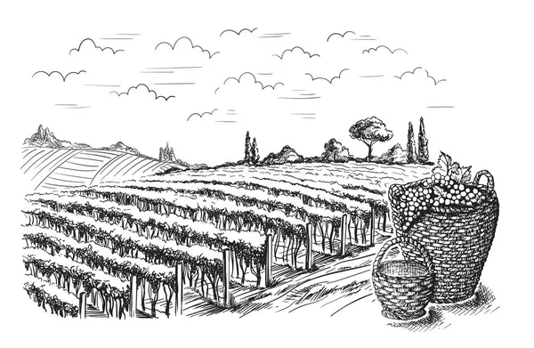 Filari di vigneto piante d'uva — Vettoriale Stock