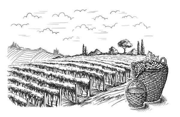 Rows of vineyard grape plants