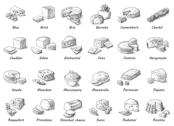 Graphic sketch of different cheeses. — Stock Vector