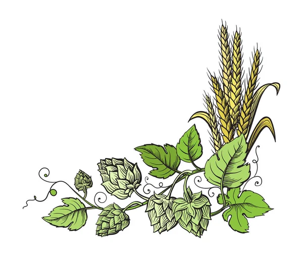 Branche de houblon de blé et de bière avec épis de blé, feuilles et cônes de houblon . — Image vectorielle