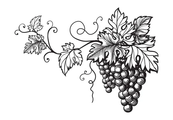 Set of grapes monochrome sketch. — Stock Vector