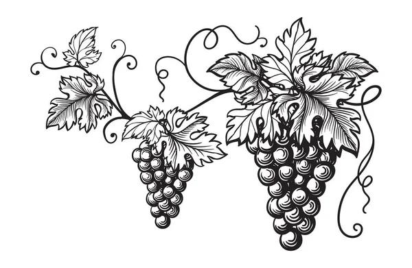 Набор монохромных набросков винограда . — стоковый вектор