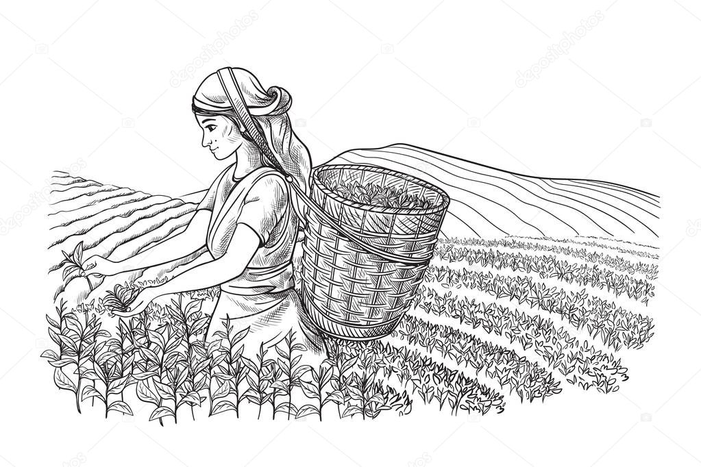 A woman in traditional clothes collects tea leaves on a a tea plantation, fields. Tea Picker. Hand-drawn vector illustration line sketch