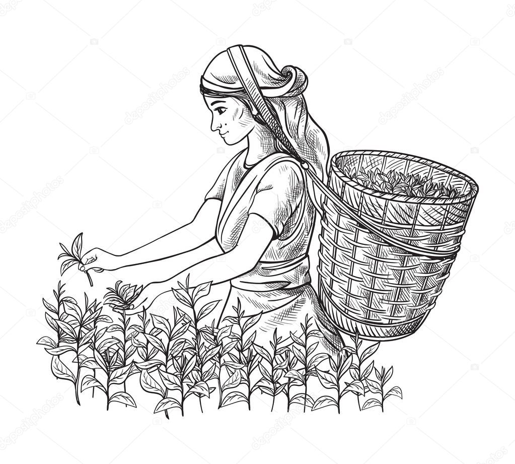 A woman in traditional clothes collects tea leaves on a a tea plantation, fields. Tea Picker. Hand-drawn vector illustration line sketch