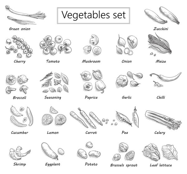collection of vegetables hand-drawn