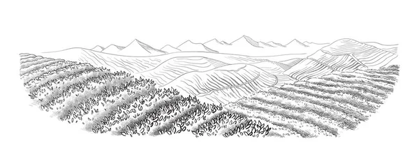 Plantation de thé paysage — Image vectorielle