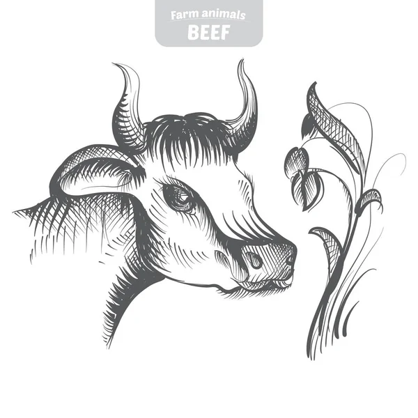Vaca ilustración vectorial dibujada a mano . — Vector de stock