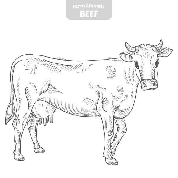 Illustration vectorielle dessinée à la main par la vache . — Image vectorielle