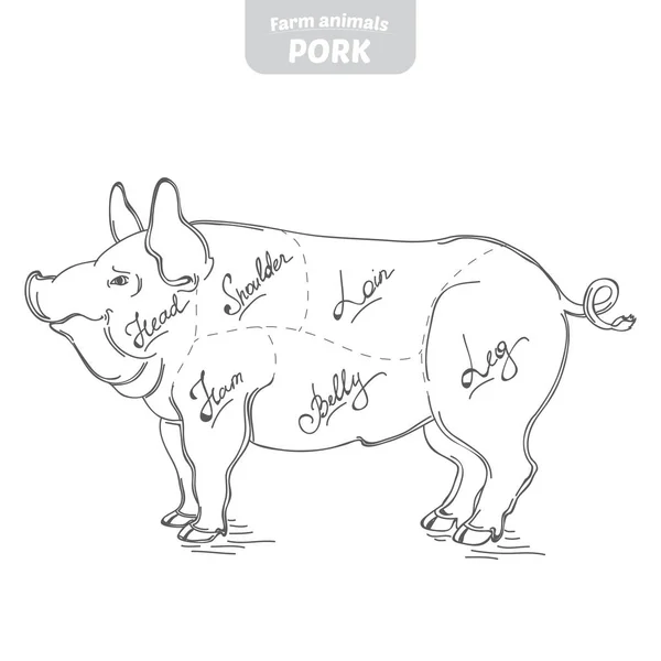 Ilustração vetorial desenhada à mão de porco . — Vetor de Stock