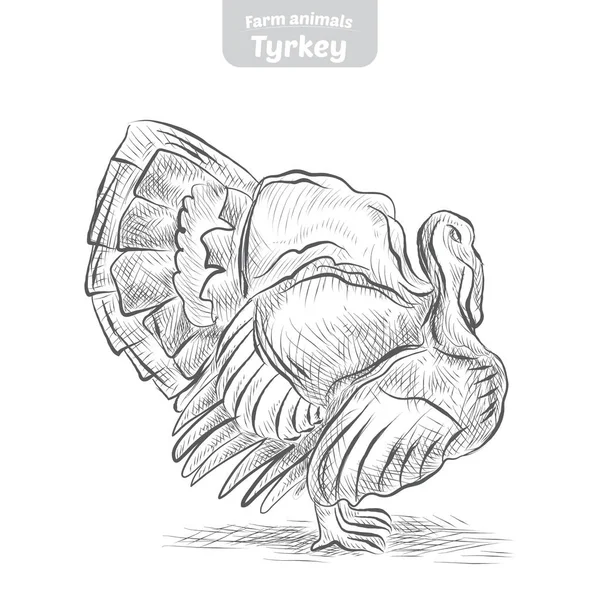 Türkei handgezeichnete Vektor-Illustration. — Stockvektor