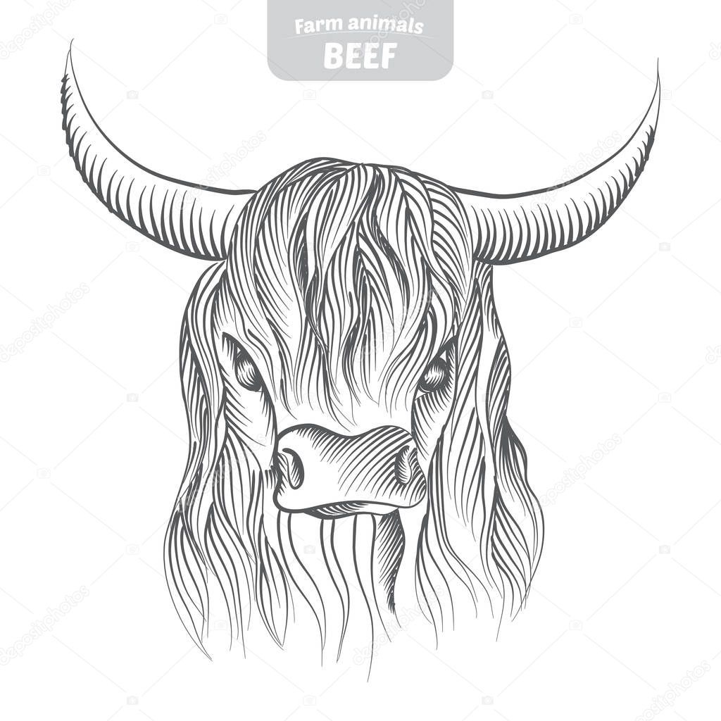Head pattern highland cattle cow in a graphic style, hand-drawn vector illustration.
