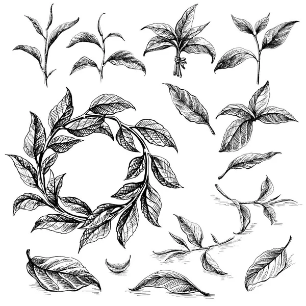 Collection of tea leaves. — Stock Vector