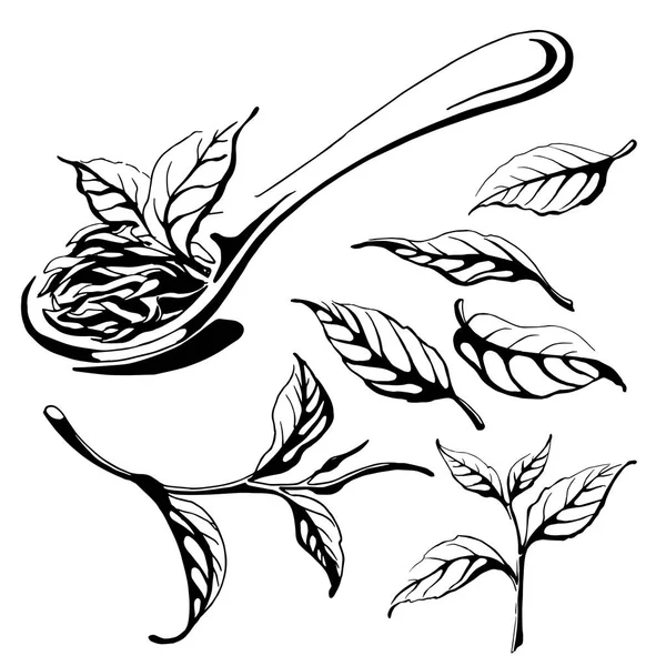 Collection of tea leaves. — Stock Vector