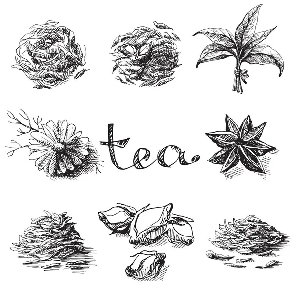 Sammlung von Teeblättern — Stockvektor
