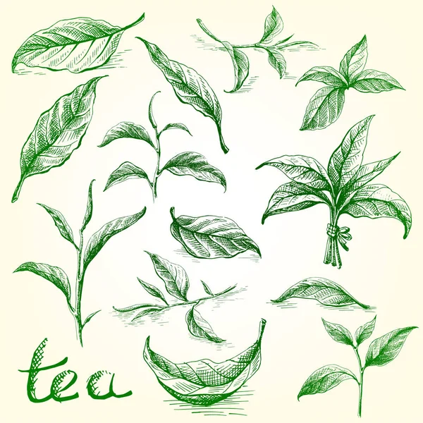 Sammlung von Teeblättern. — Stockvektor