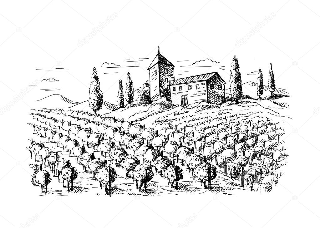 Rows of vineyard grape plants and house
