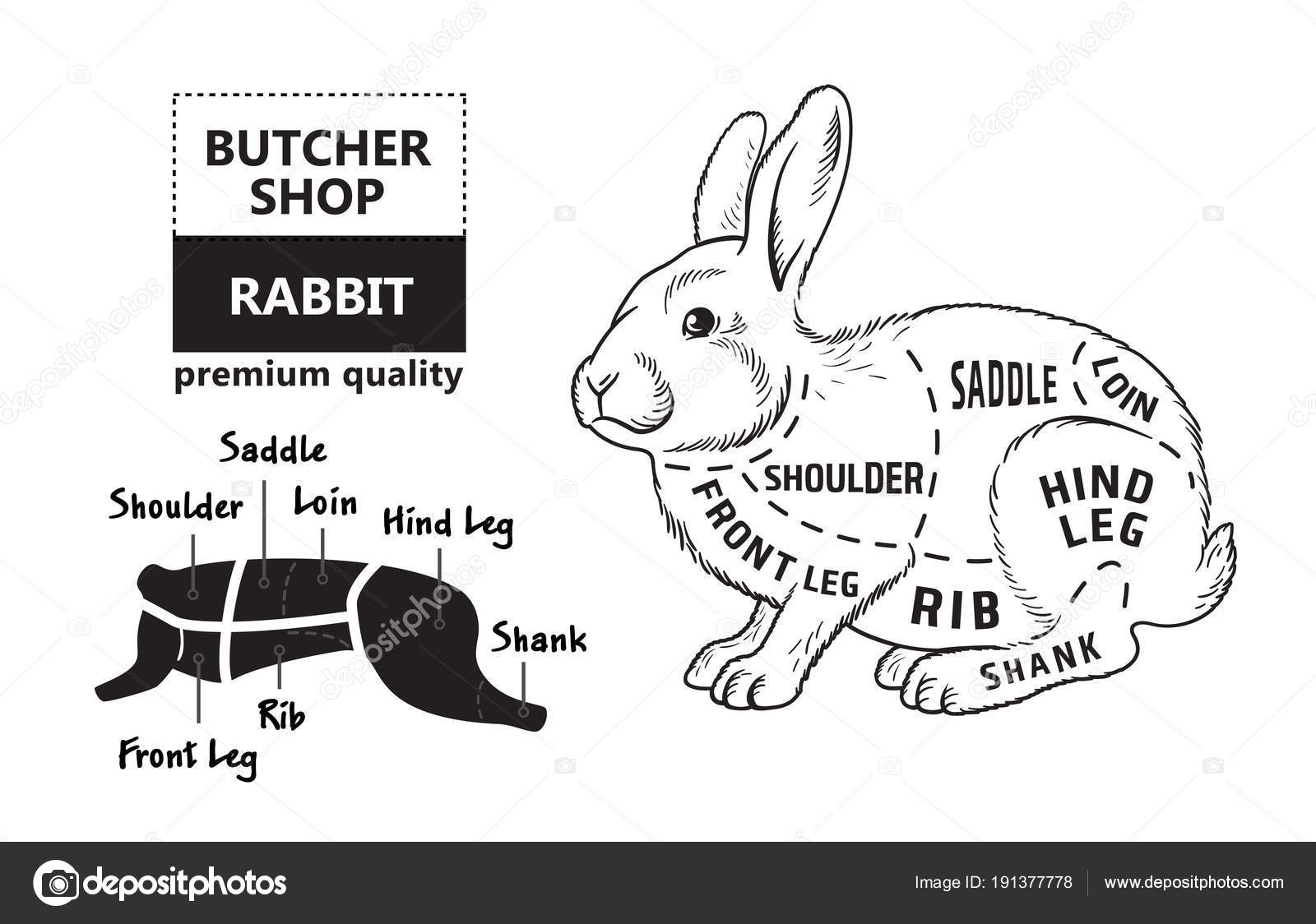 Cut of rabbit. Poster Butcher diagram for groceries, meat stores ...