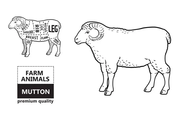 Grafico dei tagli di agnello o montone. Macelleria . — Vettoriale Stock