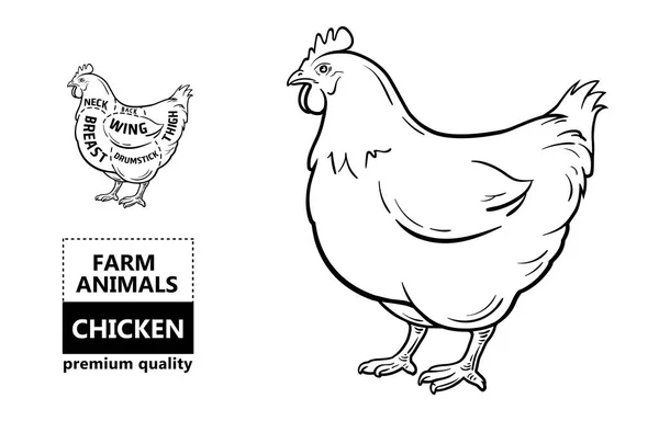 Skära av kött. Affisch slaktare diagram och system - kyckling. Vintage typografisk handritade — Stock vektor