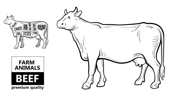 切一盘牛肉.海报屠夫图-奶牛。复古字体手绘. — 图库矢量图片